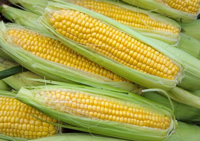 Sweet Corn