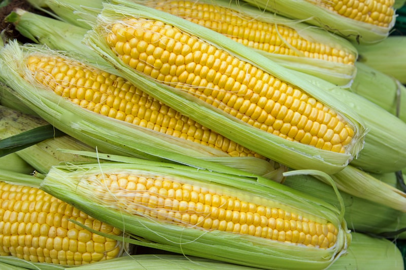 Sweet Corn